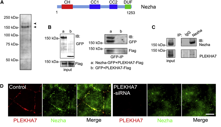 PLEKHA7結合分子Nezha