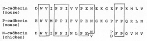 カドヘリンの共通アミノ酸配列