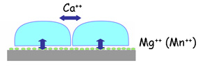 細胞接着における2価イオンの使い分け