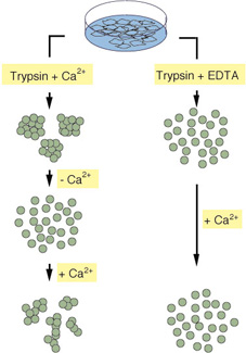 EDTAある、なしによる細胞接着の変化
