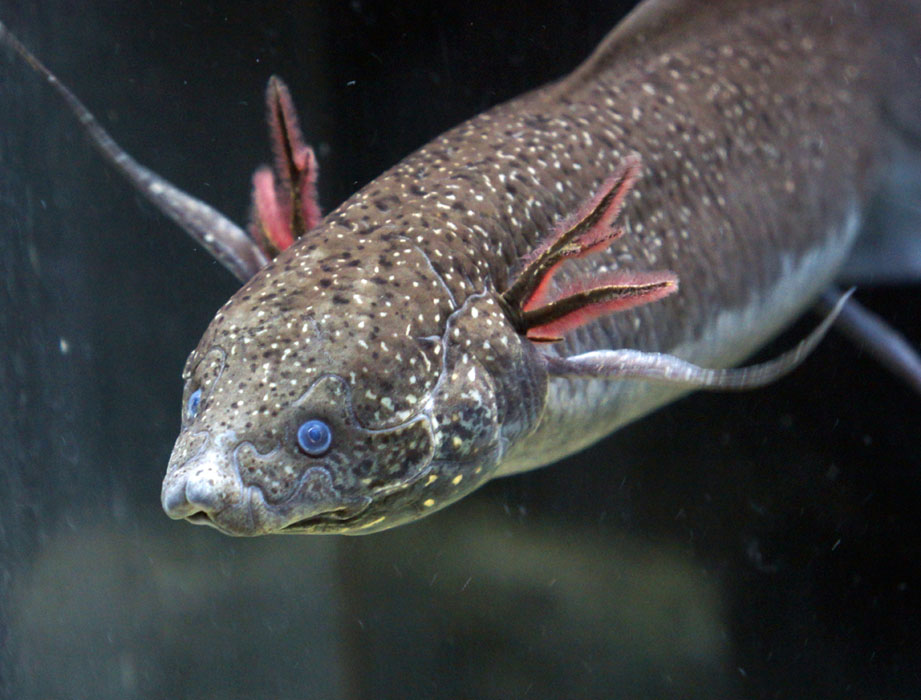 肺魚（Protopterus amphibius)