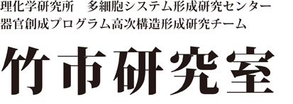 理化学研究所　発生・再生科学総合研究センター　高次構造形成研究グループ　竹市研究室