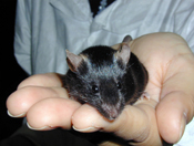 Wakame, the first mouse cloned at the CDB