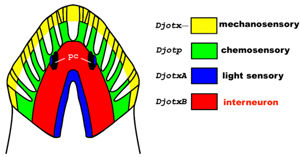 Functional regionalization of the planarian brain
