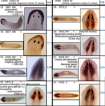 Phenotypes of mutants for neurally-related genes