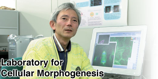 Laboratory for Cellular Morphogenesis