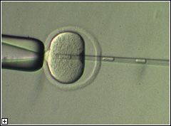 Click to enlarge.