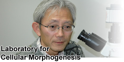 Laboratory for Cellular Morphogenesis