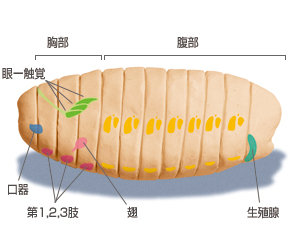 遺伝子 ホメオ ティック ホメオスタシスとは