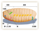 図1