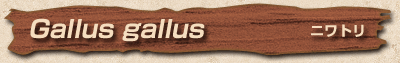 Gallus gallus　ニワトリ