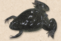 Xenopus laevis アフリカツメガエル