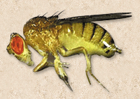 Drosophila melanogaster ショウジョウバエ