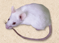 Mus musculus マウス