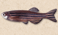 Danio rerio　ゼブラフィッシュ