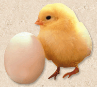 Gallus gallus　ニワトリ