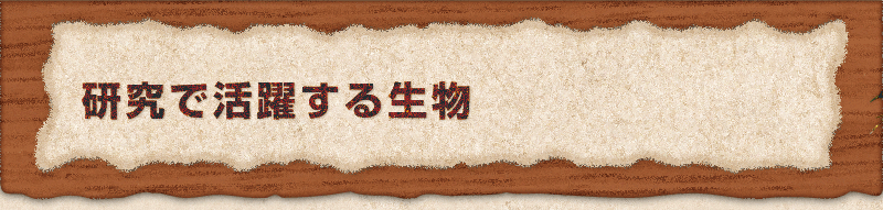 研究で活躍する生物