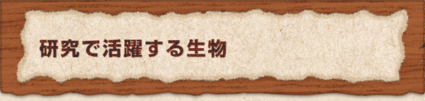 研究で活躍する生物