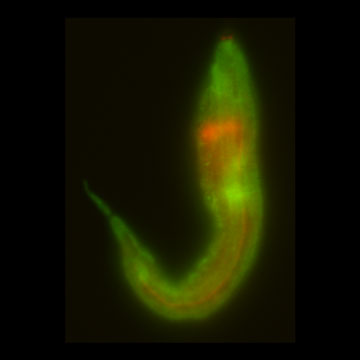 線虫幼虫のGFP発現解析