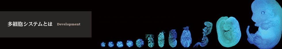 多細胞システムとは