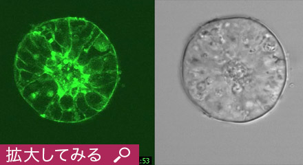 組織学 サングラスレンズ｜ベルーナZX-AS SPS（非球面、カラー、超硬