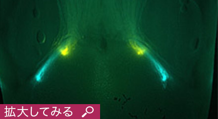 駿台 スーパー数学(IAIIB) テキスト 状態良い 2021 春期 八木