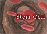 Stem Cells: Building and Maintaining the Body