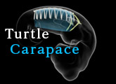 Evolution of the turtle carapace