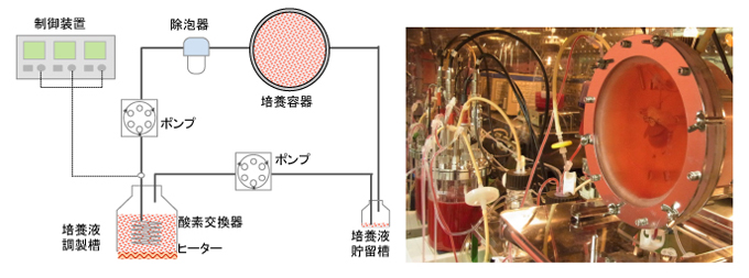 新たな生体外臓器培養システムを開発 理化学研究所 多細胞システム形成